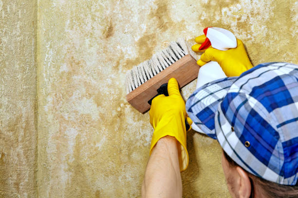 Best HVAC Mold Inspection and Cleaning  in USA